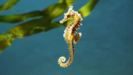 seahorse swimming in water