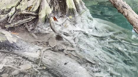 close up of tree roots growing in pristine clear water lake