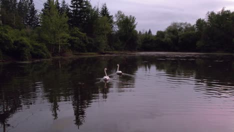 pair of tagged swans swim through pond at sunset with cloudy skies, drone tracking