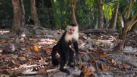 a cute, curious capuchin monkey in a wildlife reserve