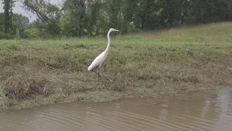 Weißer-Reihervogel-In-Pennsylvania