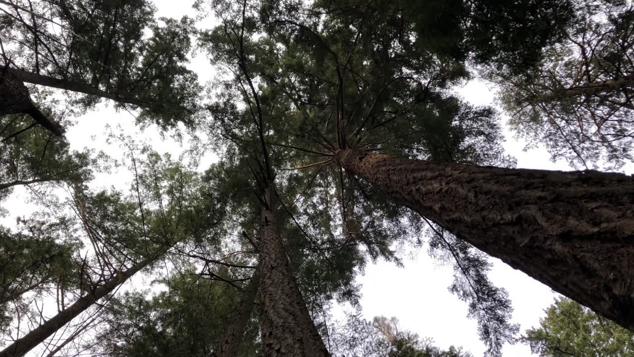 Tall trees in Vancouver rainforest from low angle, rotating shot