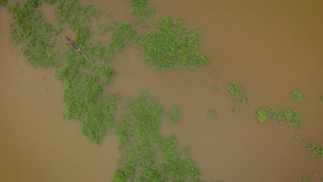 Pequeña-Canoa-Indígena-Cruzando-Un-Montículo-De-Algas-Flotantes-En-El-Río-Orinoco