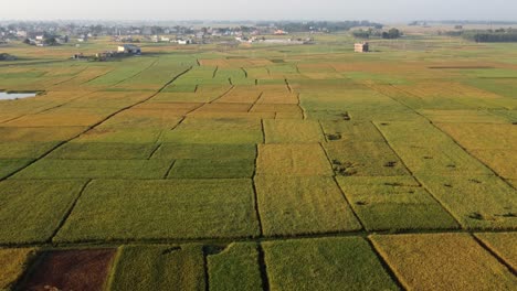 Un-Vuelo-Aéreo-Bajo-Sobre-Los-Hermosos-Campos-De-Arroz-Listos-Para-La-Cosecha-Y-Un-Pequeño-Pueblo-En-Medio-De-Los-Campos