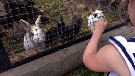 girl feeding rabbits