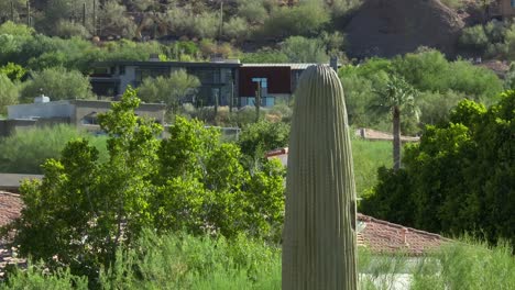 Cactus-Saguaro-En-Un-Lujoso-Barrio-De-Viviendas-En-La-Ladera-De-La-Montaña-En-Arizona