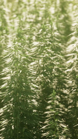 a field of hemp plants growing in the sunlight