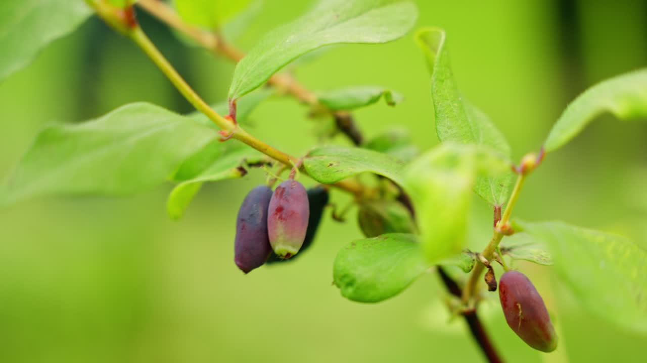 Un'inquadratura ravvicinata mostra due bacche di miele rosso-violacee che pendono da un ramo verde, circondate da foglie verdi lussureggianti, suggerendo un raccolto fresco e naturale.