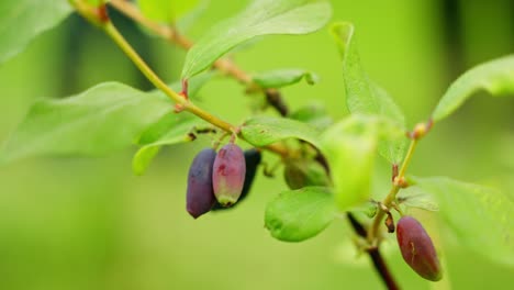 a close-up shot features two purple-red honeyberries hanging from a green branch, surrounded by lush green leaves, suggesting a fresh, natural harvest