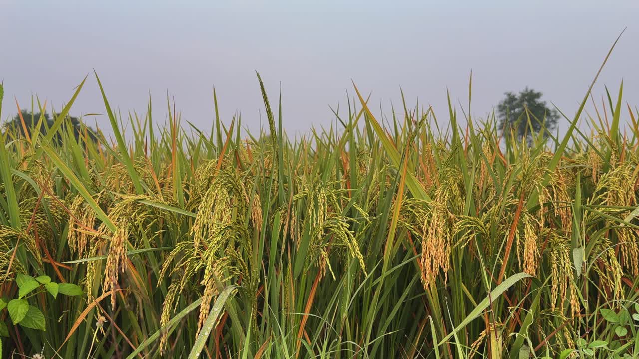 A static shot of golden rice plants gently swaying in the breeze in a lush green field during harvest season