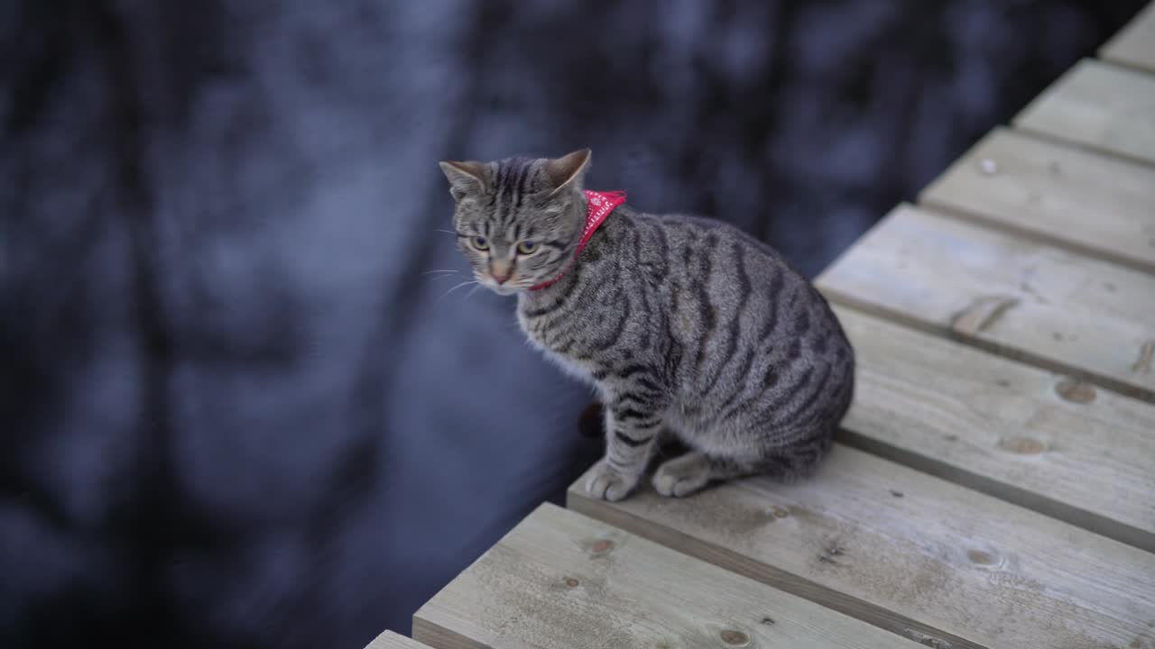 Tabby cat sits and looks around on wooden pier on the background of a pond
