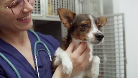 Close-up-of-stressed-dog-on-vet's-hands.