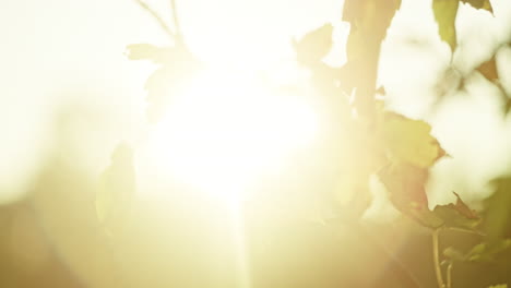 fondo de otoño de la puesta de sol visto a través de las hojas de abedul, el sol iluminando la lente, ligero movimiento de la mano en la cámara