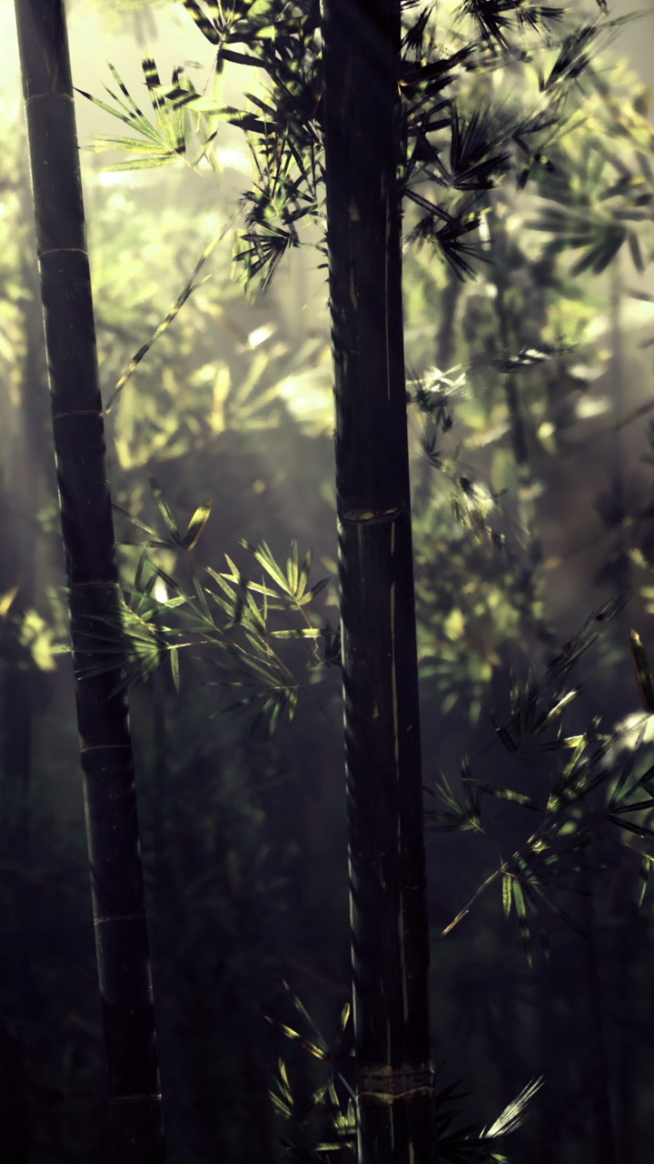 Light filtering through bamboo trees creates a serene atmosphere in nature
