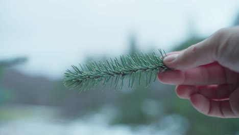 mano que sostiene la hoja de abeto verde en foco