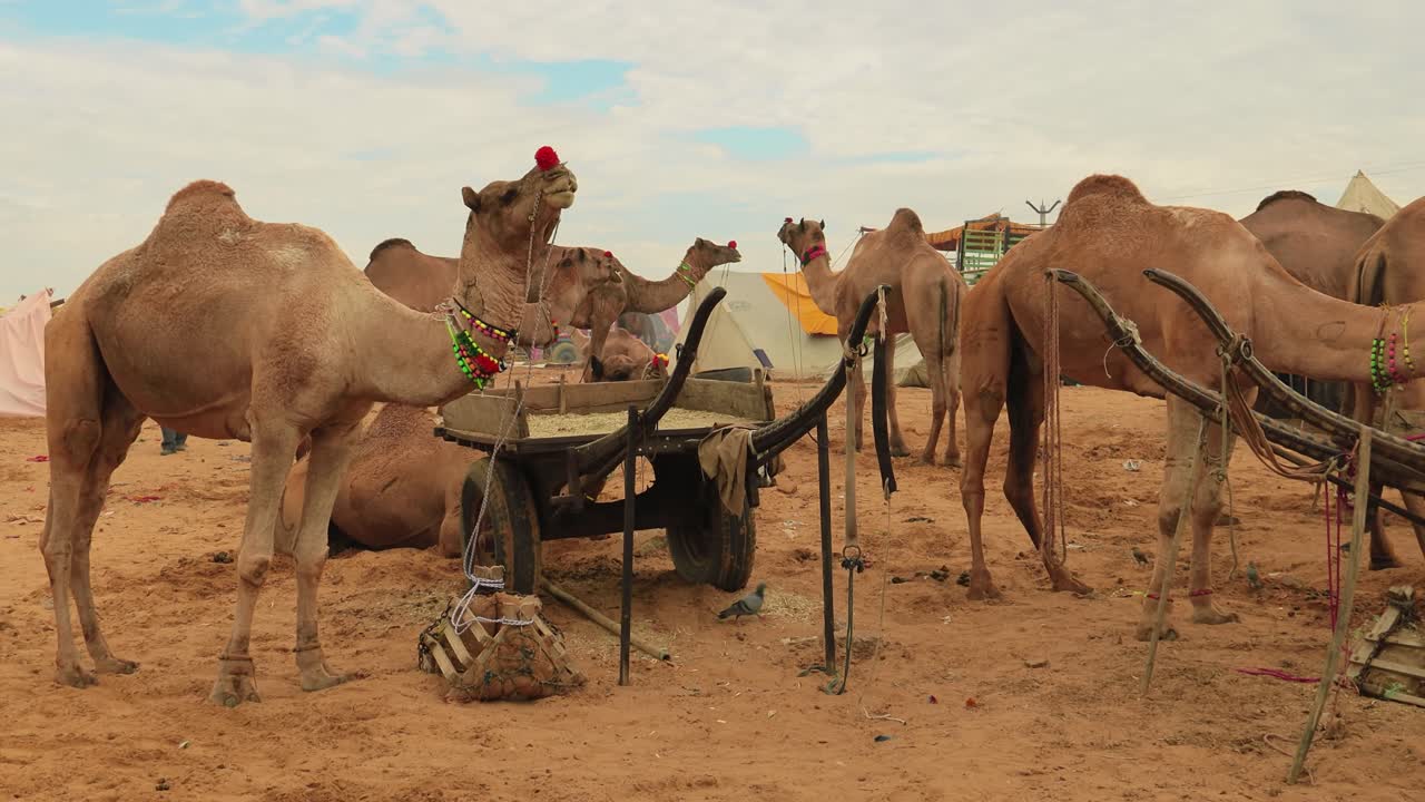 camellos en la feria de pushkar, también llamada feria de camellos de pushkar o localmente como kartik mela es una feria anual de varios días de ganado y cultural que se celebra en la ciudad de pushkar, rajasthan, india.