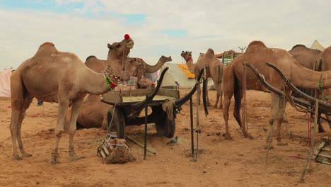 camels at the pushkar fair, also called the pushkar camel fair or locally as kartik mela is an annual multi-day livestock fair and cultural held in the town of pushkar rajasthan, india.