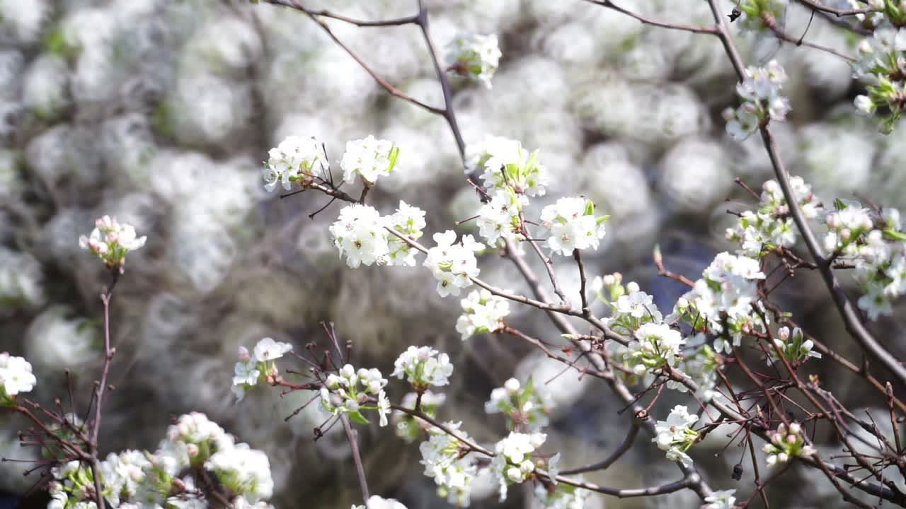 Wild pear tree covered in blossoms