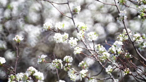 wild pear tree covered in blossoms