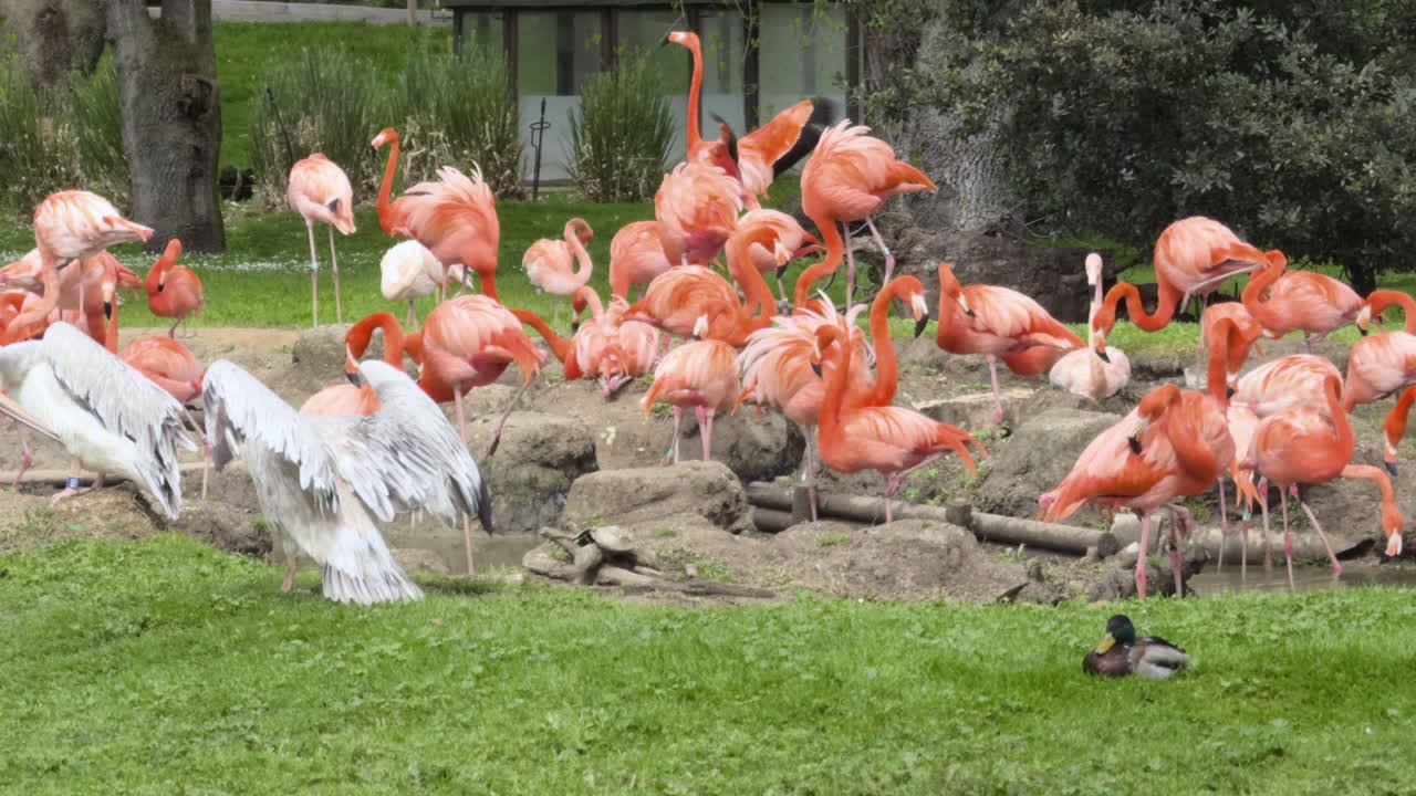 Vibrant group of flamingos gathered near a pond in their natural habitat, showcasing wildlife, birds, nature, animal behavior, and tropical scenes