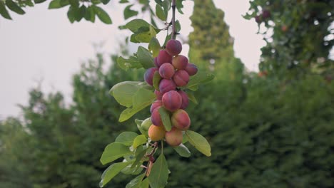ciruelas colgando de una rama de un árbol