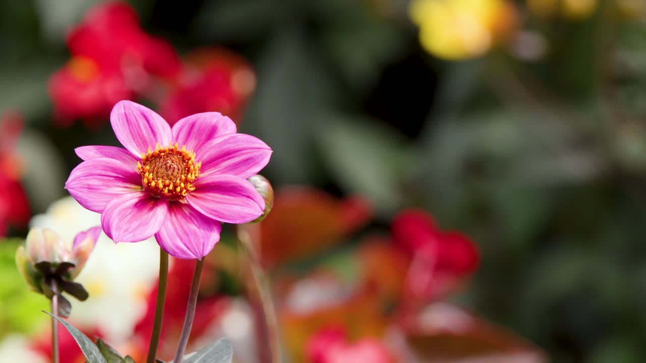Makro bunga dahlia merah muda pada siang hari alami dengan latar belakang lembut dan dorongan kamera yang halus