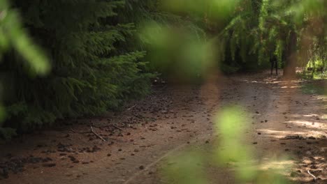 Rack-focus-from-vegetation-to-person-walking-in-a-rural-path-Slow-motion-60fps