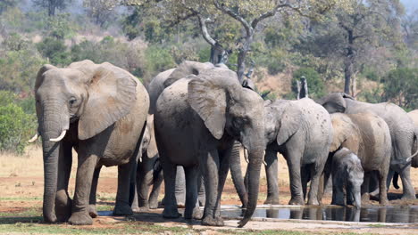 african elephant  family drinking at a waterhole