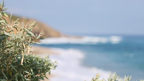 waves crashing on the coast with foliage in foreground