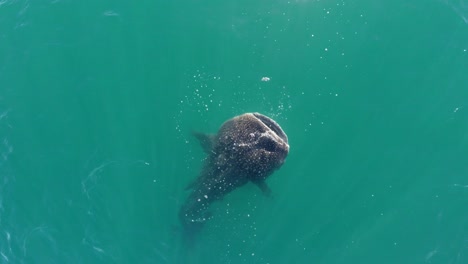 Toma-Aérea-Cenital-De-Un-Tiburón-Ballena-Comiendo-En-El-Mar-De-Cortez,-La-Paz,-Baja-California-Sur