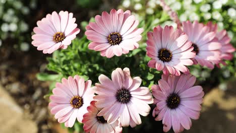 Die-Beste-Aussicht-Im-Ashikaga-Blumenpark