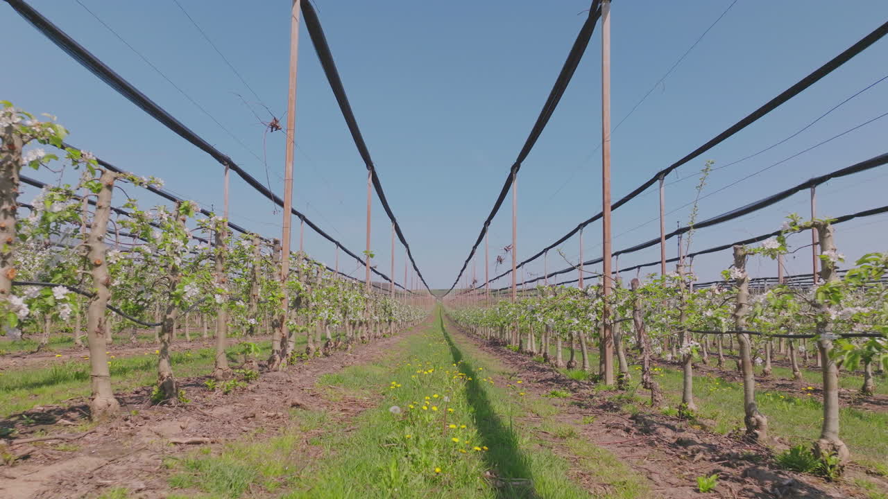 Apple Orchard in Bloom