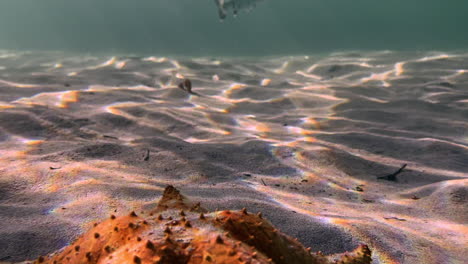 sandy bottom of starfish beach in colon island, bocas del toro province in panama, central america. underwater