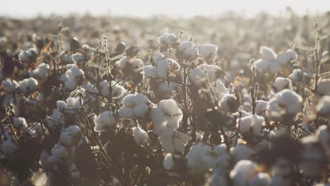 amplia toma de plantas de algodón en una plantación en el brasil rural, cálido sol vespertino al fondo.