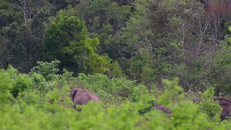 the asiatic elephants are endangered species and they are also residents of thailand