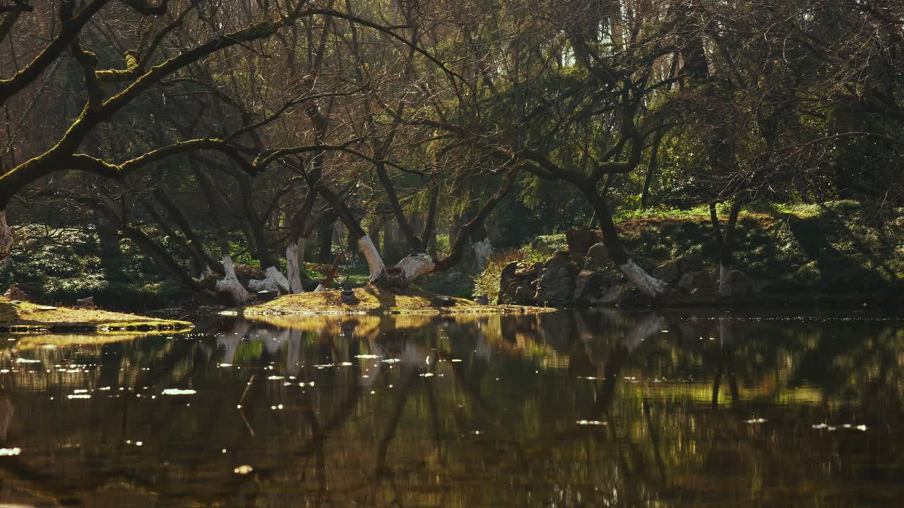 Scenic Chinese Garden Woods with White Trunk Bases