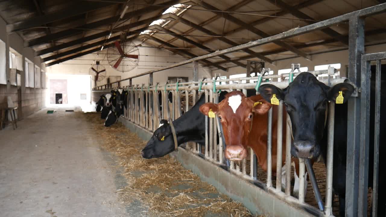 Cows in the cowshed are waiting for the dinnner