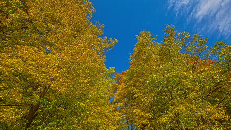 time - lapse on the shady brown trees on the moving clouds background, bottom top view