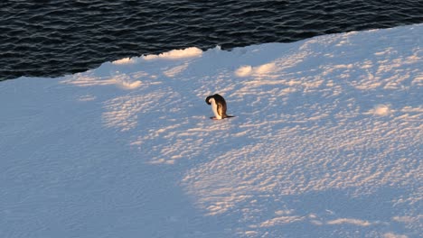 lone penguin on an ice floe illuminated by the setting sun in antarctica