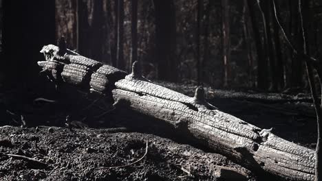 black trunk after forest fire dumped in ash