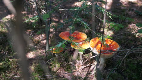 algunos hongos en un denso bosque austriaco en un soleado día de finales de verano