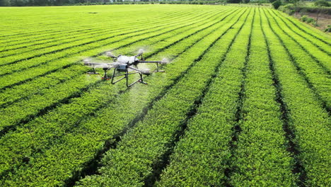 aerial shot of a dji agras t30 spraying pesticides over healthy crops