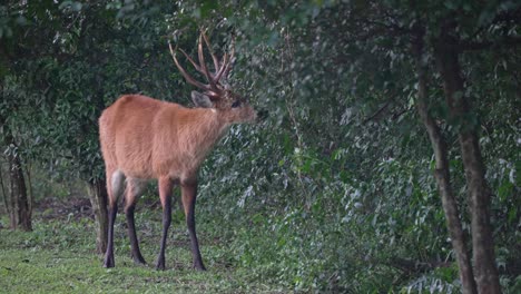 male marsh deer eating the leaves of trees in the forest. - static shot