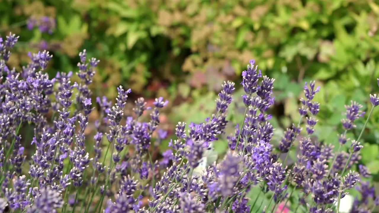 abejorro volando y sentado en la flor de un arbusto de lavanda púrpura, cosechando y polen