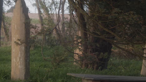 Grunge-Gravestones-With-Hanging-Tree-Branches-At-Rural-Area