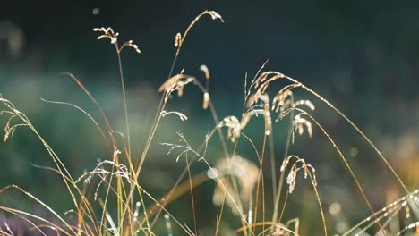 delicate ears of dry grass beaded with morning dew and backlit by the rising sun