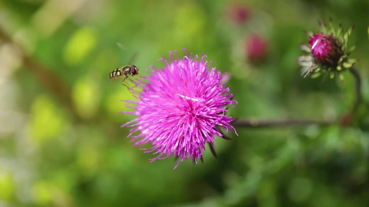 la avispa recoge el néctar de las flores del cardo lechoso en los prados alpinos.