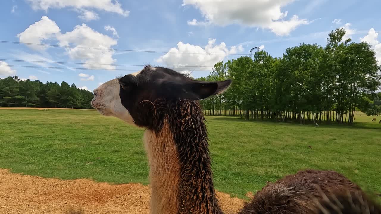 lamas en el parque safari cerca de la cámara comiendo en un hermoso día soleado