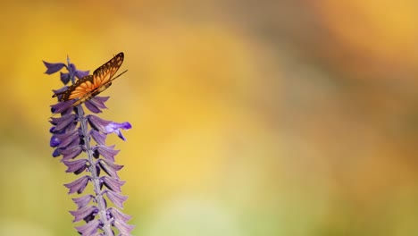 a butterfly flutters around a purple flower against a warm, blurred background, showcasing delicate movement and vivid colors