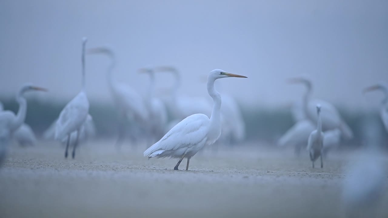 стая больших цапель кормит рыбу на мелководье пруда туманным утром